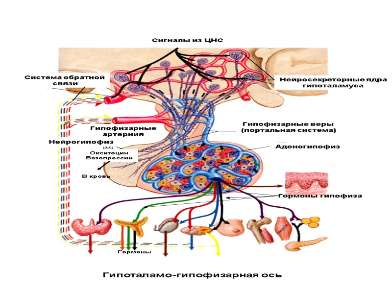 Гипоталамо-гипофизарная ось Нейросекреторные ядра гипоталамуса Сигналы из ЦНС Система обратной  связи Гипофизарные артериия